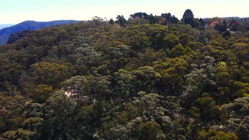 Drone shot over the top of dense trees and bushes in Australian Park