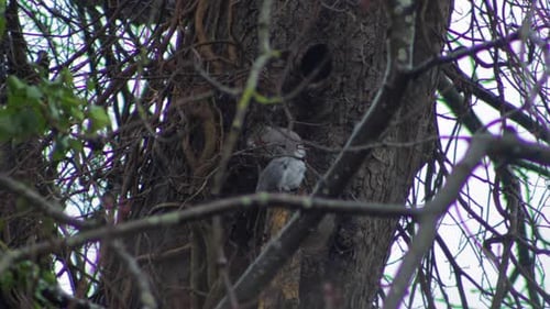 Grey Squirrel sitting on tree branch grooming itself. Day time UK Borehamwood North London