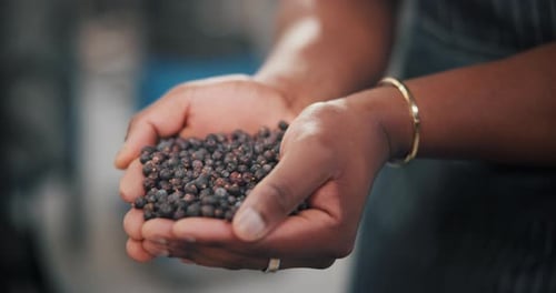 Person, hands or harvest with dry grapes for winery, distillery or production of fruit