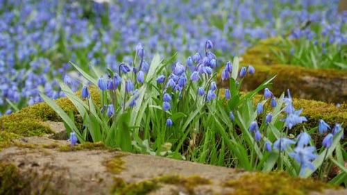 Fleurs printanières bleues de Scilla Siberica qui fleurissent sur une vieille tombe dans les cimetières de Vilnius, en Lituanie