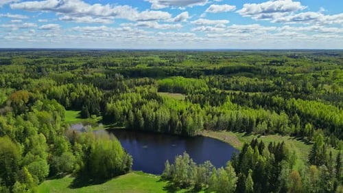 Aerial drone shot of a beautiful pine forest with a lake and blue sky