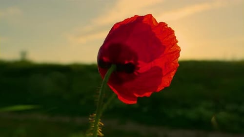 Lone red poppy flower swaying in wind at golden sunset over green field