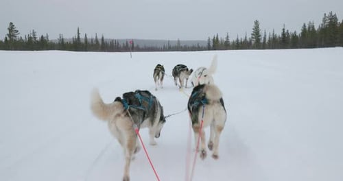 Dog Sled Team Pulling Sled Through Snowy Landscape