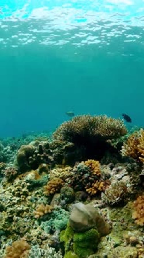 Coral Reef and Tropical Fish Vertical Video