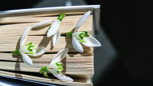 Open Book with White Flowers Close Up
