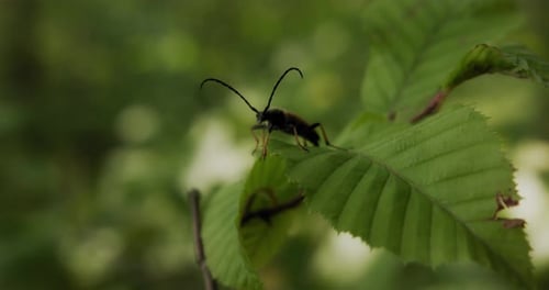 A bug with long bent antennae sitting on a leaf in the forest.