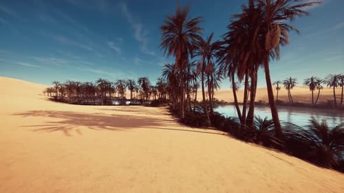 Serene Desert Scene Sunlit Shoreline with Tall Trees and Calm Waters