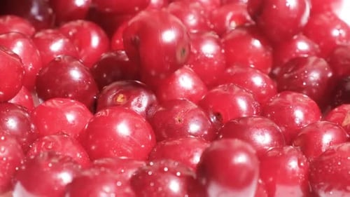 Pile of Red Cherries Close Up