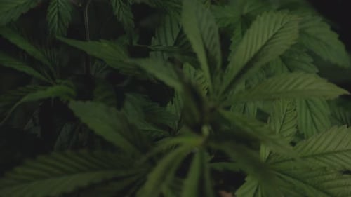 Marihuana-Cannabisblatt Nahaufnahme feste Position Beobachtung von Details in den Mustern kräuselt Farbe des