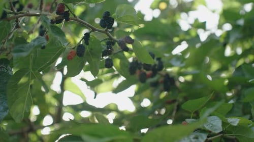 Numerosas moras esparcidas por las ramas del árbol en medio de un denso follaje.