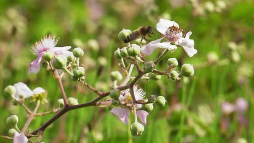 Honey bees on bramble bush, pollinating flowers, macro close-up, slow motion