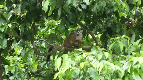 Singe-écureuil (Saimiri) se nourrissant au Costa Rica.