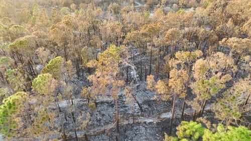 Black Dead Vegetation Burnt Down After Forest Fire Destroyed Florida Jungle Woods Ground Covered