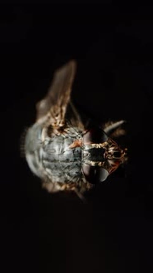 Vertical video. The fly looks at me, it spins and falls downwards, in a macro shot