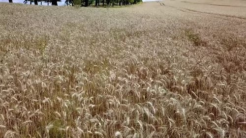 Rye Field Aerial Shot. Drone Flying Low Over Ears Of Rye. Aerial View Of Golden Rye. Summer 2019, Po