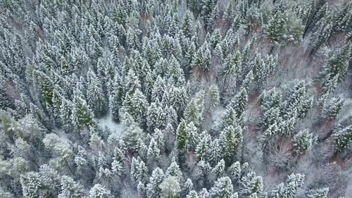 AERIAL Flying Over the Snowy Forest and Hills