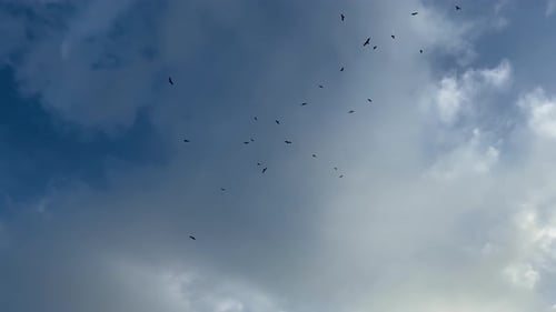 Looking Up At Group Of Black Birds Circling High Above Against Cloudy Blue Sky