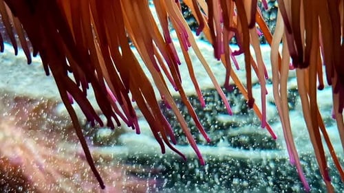 Sea Anemone Coral Tentacles Underwater Close Up