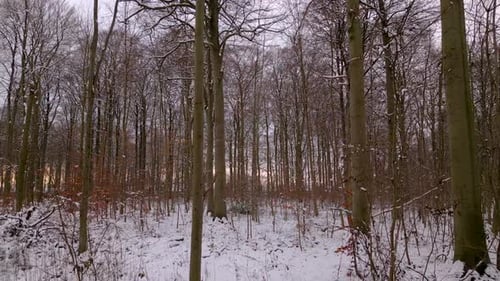 Schneebedeckter Buchenwald