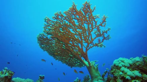Vibrant Coral Reef Ecosystem with Colorful Fish