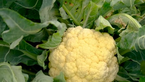 Blumenkohl, der im Garten wächst, selektiver Fokus