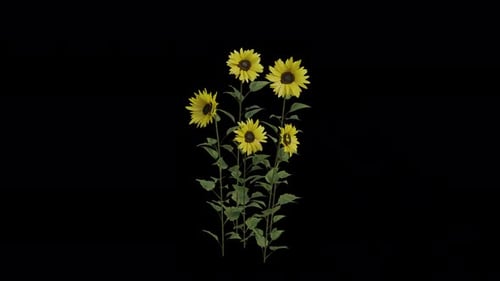 Sunflower Plant blowing in the wind. Animated Flowering Plant. Alpha Channel. Loop Animation