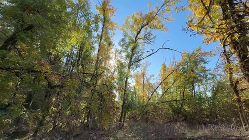 Arbres aux couleurs d'automne avec ciel bleu ensoleillé