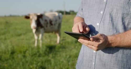 Farmer's Hands with a Tablet Working in a Pasture Where a Cow is Grazing in the Background