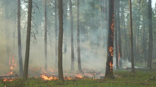 Forest Fire Spreading Through Dense Trees Uhd