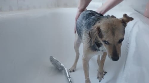 A Woman Washes Small Obedient Dog in the Bathtub