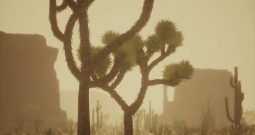 Desert Landscape Featuring Unique Plants During Sunset in Arid Environment