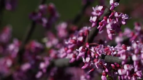 La Vidéo montre la magnifique floraison de l'arbre de Judée (Cercis siliquastrum).