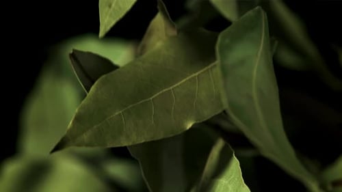 Bay Leaf Flies Up and Falls Filmed is Slow Motion 1000 Fps