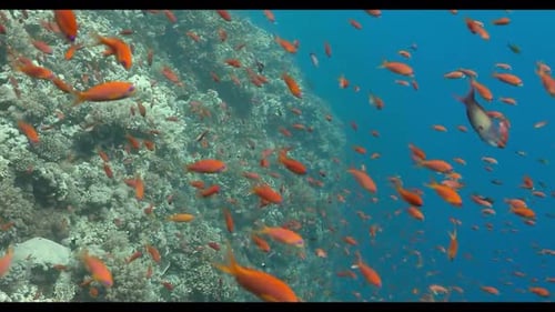 Entdecken Sie die faszinierenden Farben und Muster tropischer Fische, während sie in ihrem natürlichen Lebensraum schwimmen