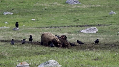 Grizzly Bear Feasting, Surrounded by Ravens
