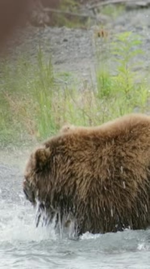 Brown Bear Standing and Drinking in a River