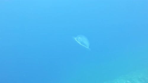 Nahaufnahme einer Qualle, die sich langsam ihren Weg durch das klare blaue Meerwasser bahnt