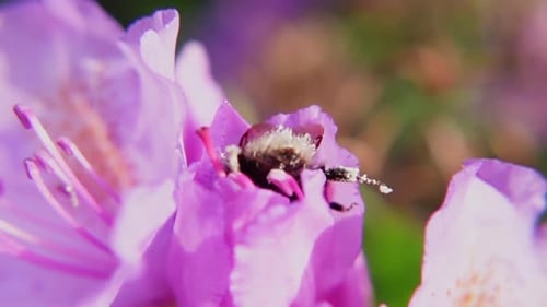 Bee Pollinating Pink Flower in Spring Close-up