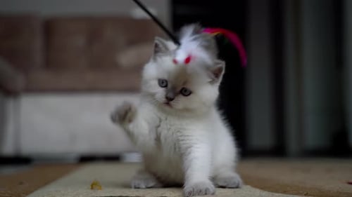 Playful White Kitten Batting at Toy Indoors
