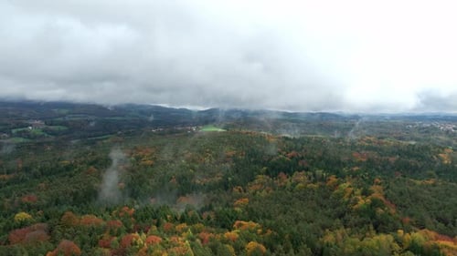 Misty Autumn Forest In The Morning - Aerial Drone Shot