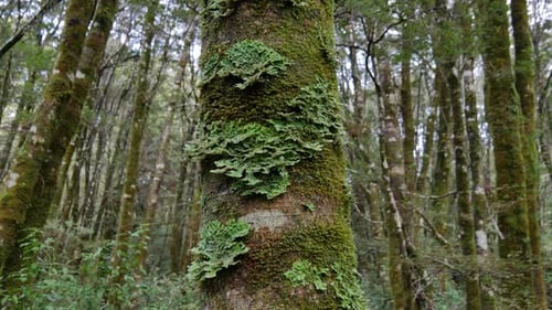 Moss, algae and folicose lichen cover wet green rainforest trees in NZ
