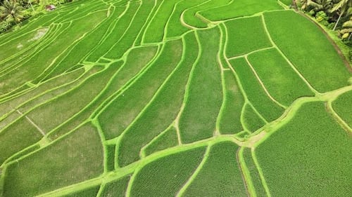 Aerial view of rice terraces in Bali, Indonesia