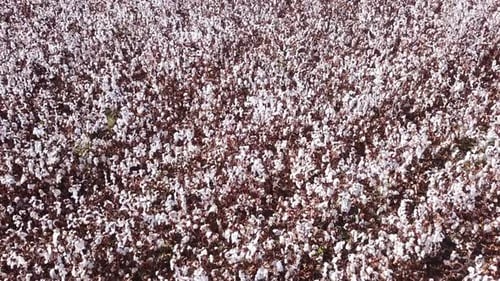 Mature Cotton field - Low aerial pass footage