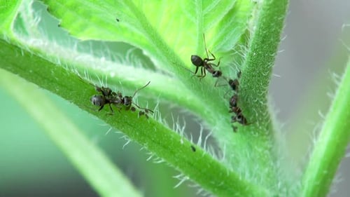 Black Ants Tending Aphids on Hairy Green Plant Stem – Macro Insect Footage