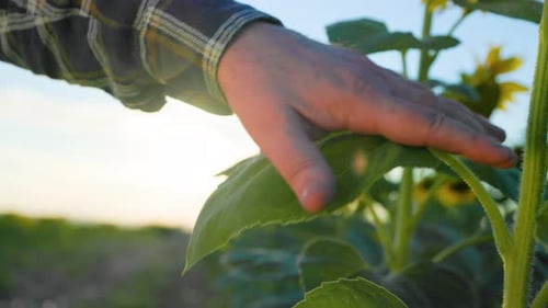 Gentle Touch: Hand Caressing Sunflower Plant in Field