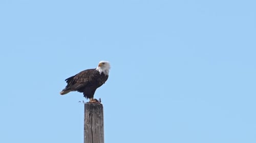 Bald Eagle perched on a pole as it eats a bird