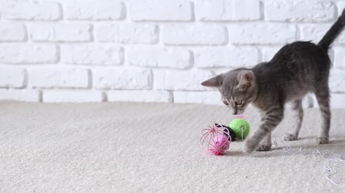 hübsches graues Kätzchen spielt mit Ball auf hellem Hintergrund