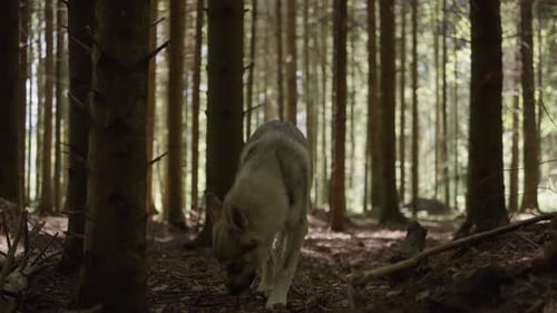 A wolfhound sniffs in the forest