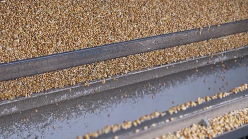 Golden Kernels of Wheat or Corn in a Thresher Closeup. a Lot