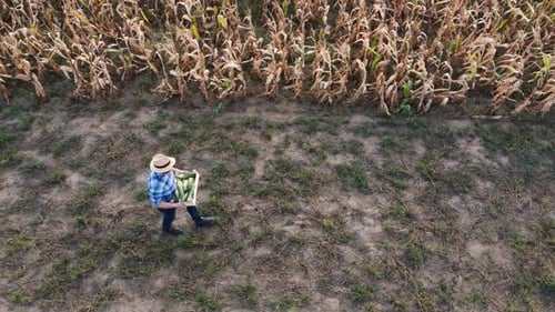 Aerial Footage Side View with Drone of the Farmer with the Corn Crate Next to the Corn Field